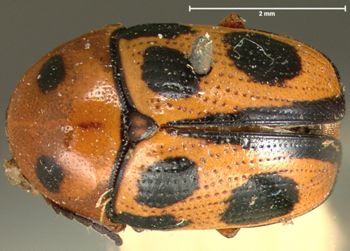 Media type: image; Entomology 9289   Aspect: habitus dorsal view